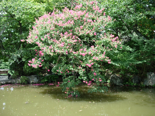 8-02 Tree at Kizyomizu-dera